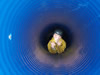 Blue Peris